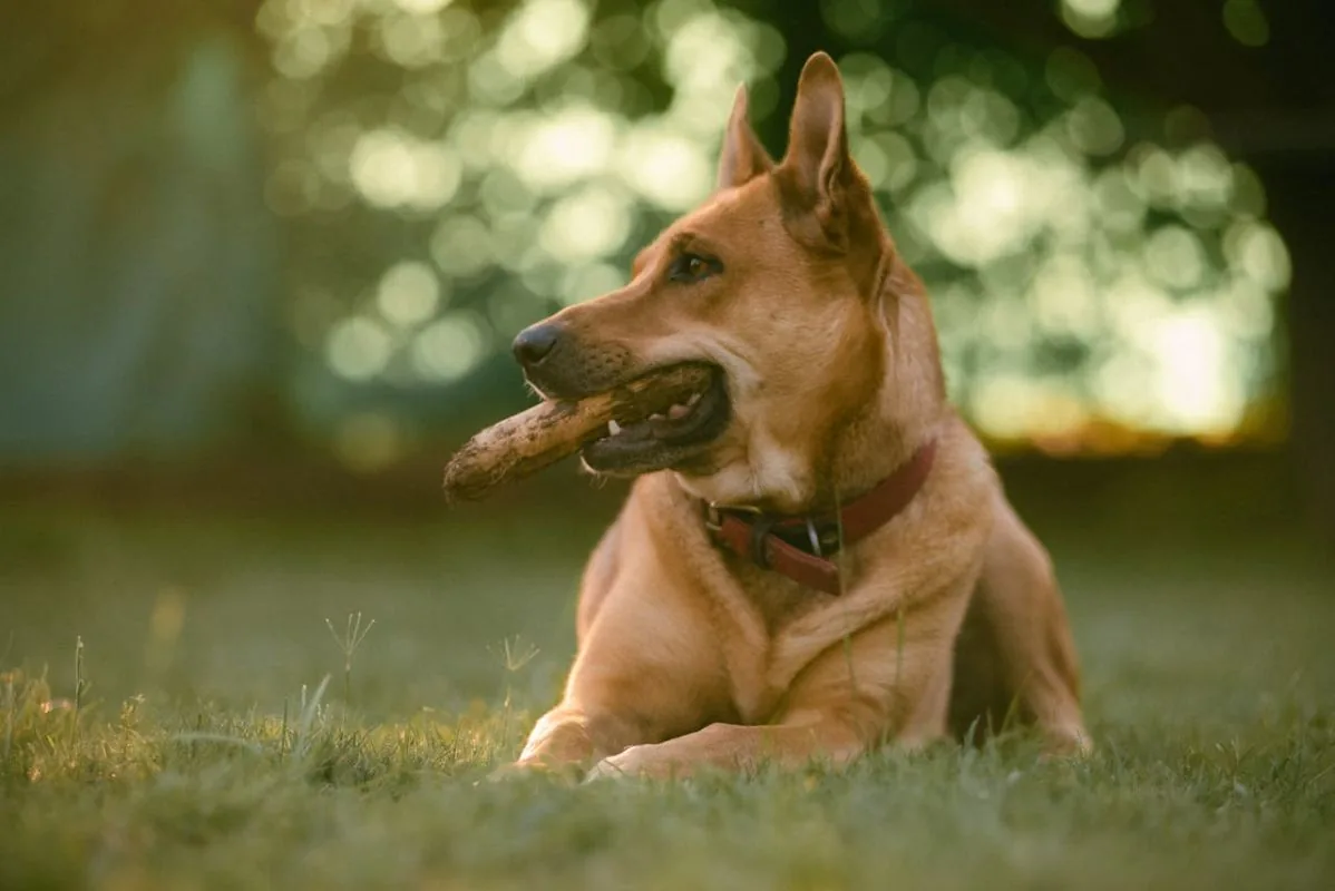 Hund mit Stock auf einer Wiese
