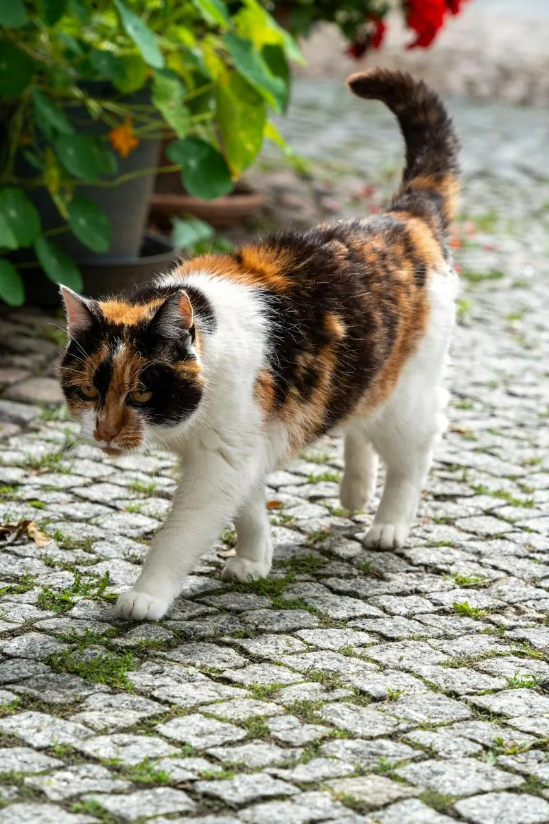 Dreifarbige Katze auf Kopfsteinpflaster
